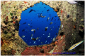   Rozi wreck hole thing Cirkewwa Malta  